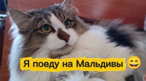 Кошки с озвучкой.