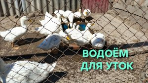 Водоем для уток своими руками