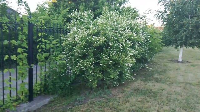 Цветущий кустарник