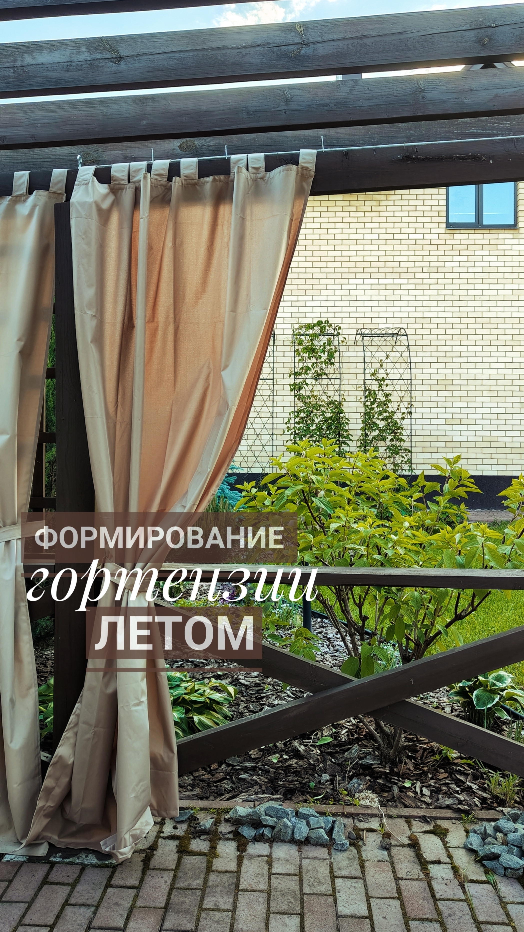 формирование гортензии летом🌿