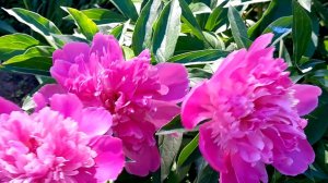 Доброе утро  🌞 8 июня