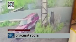 Был ранен и бегал по улицам: бурого медведя, пришедшего в город, пришлось ликвидировать охотоведам