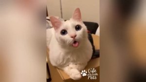 Попробуй не засмеяться! 😅 Лучшие приколы с котами и собаками😽🐶