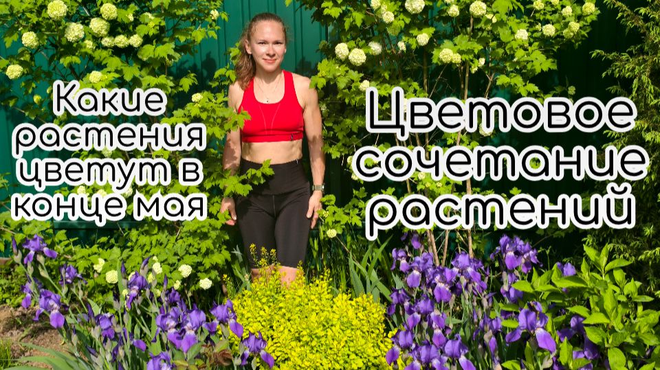 Цветовое сочетание растений. Какие растения цветут в конце мая смотреть онлайн