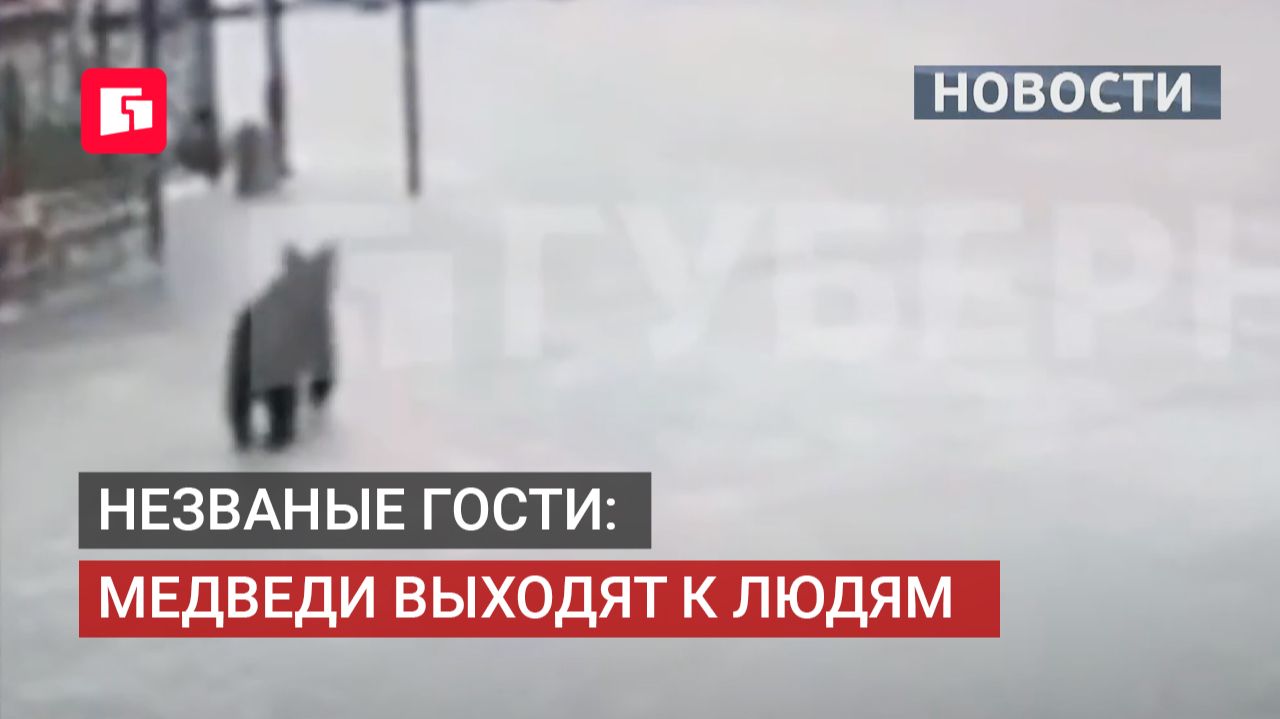Хищник напугал жителей: в пригороде Хабаровска поймали медведя. 08/06/2026.