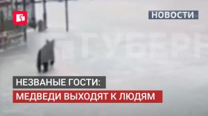 Хищник напугал жителей: в пригороде Хабаровска поймали медведя. 08/06/2026.