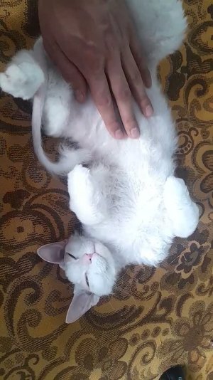 Зайчик на солнышке на диванчике!