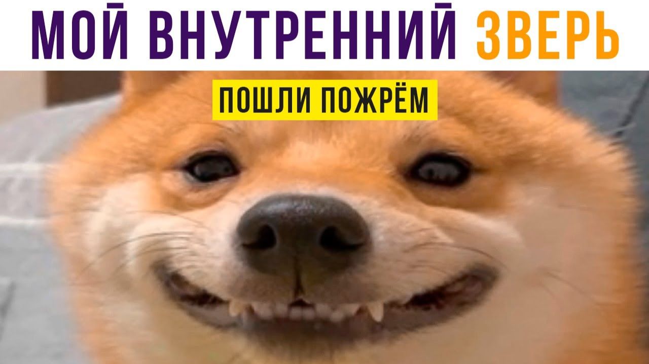 МОЙ ВНУТРЕННИЙ ЗВЕРЬ) Приколы с собаками смотреть онлайн