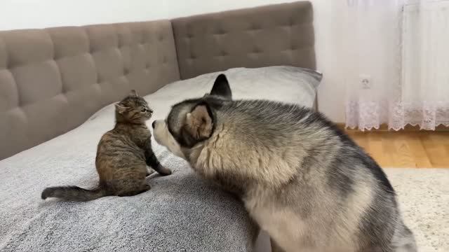 Хаски столкнул котенка с его любимого дивана… Вы не поверите реакции котенка!!