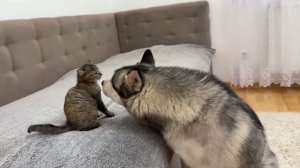 Хаски столкнул котенка с его любимого дивана… Вы не поверите реакции котенка!!
