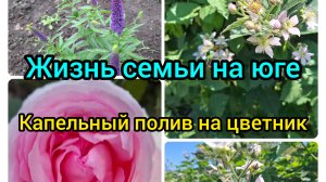 08-06-2026/ Утренний обход/ Капельный полив в цветнике/ Клубника/ Обработка деревьев/ Жизнь семьи/