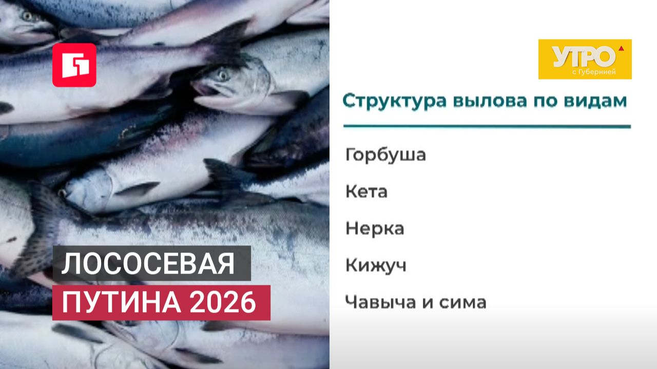 Лососевая путина 2026. Утро с Губернией. 08/06/2026. GuberniaTV