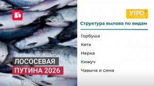 Лососевая путина 2026. Утро с Губернией. 08/06/2026. GuberniaTV