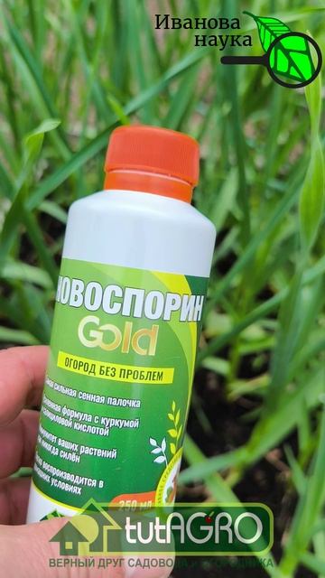 🧄 У чеснока вылазит стрелка? СРОЧНО кормим на твердую и крупную головку. Будет долго храниться.