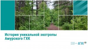 Экотропа Амурского ГХК: место, где сохранилась живая история 🌿