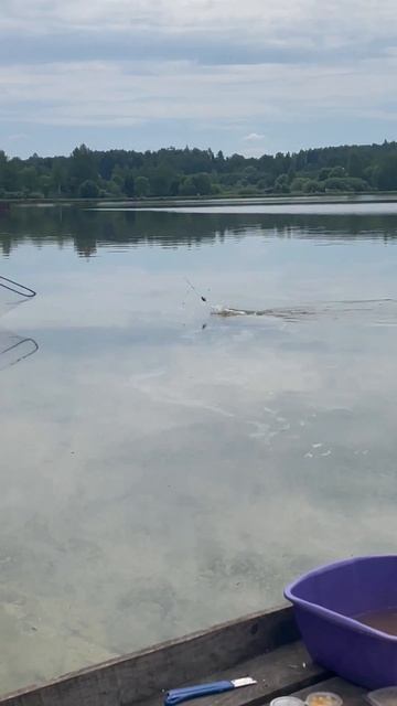 Карповая рыбалка на 9-м водоёме РК 