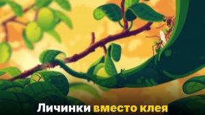 Эти муравьи используют личинок вместо клея