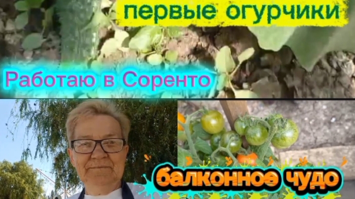 Работаю в Соренто. Первые огурчики. Балконное чудо.. смотреть онлайн