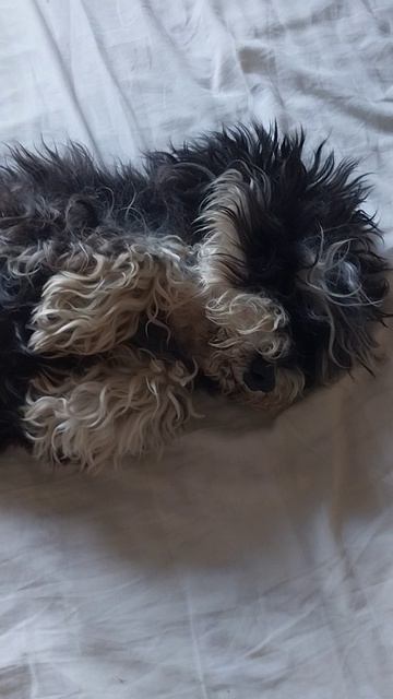 08-06-2026 Беги стригись и мойся🤣🤣🐕🐕 смотреть онлайн