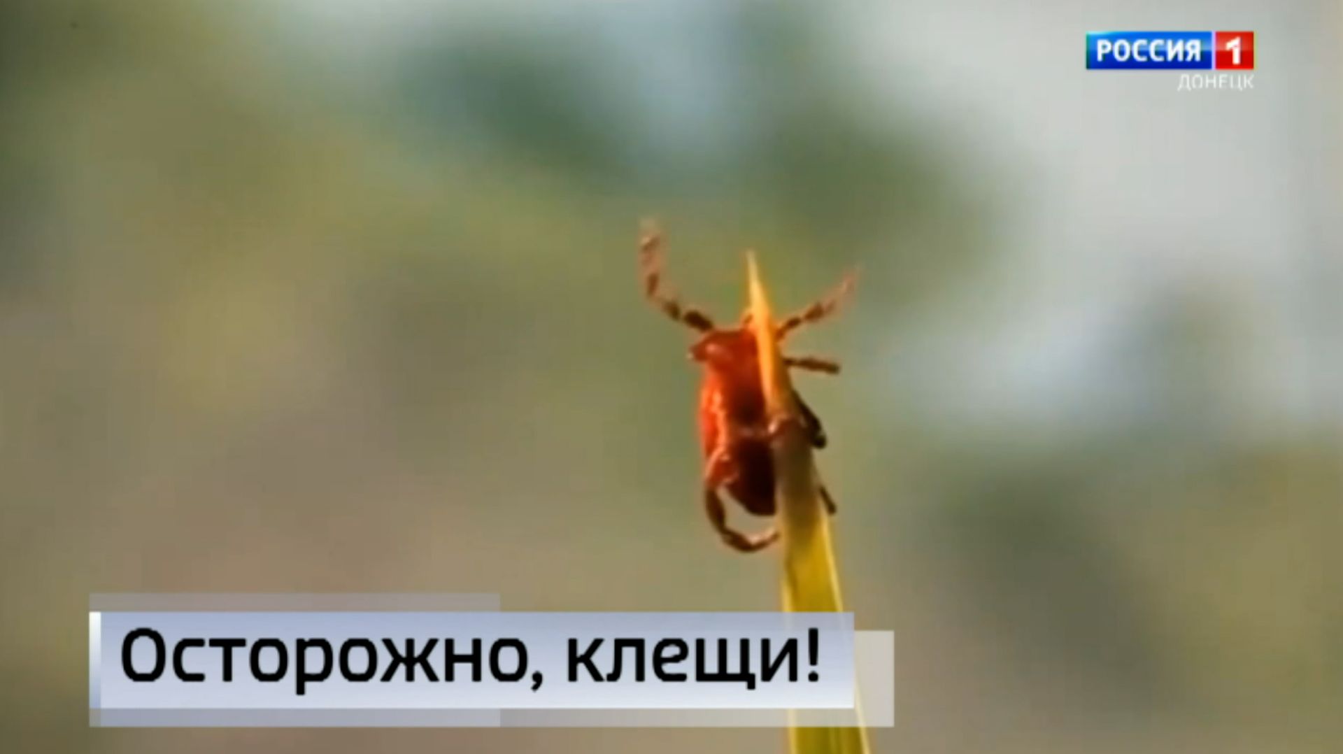Какие опасности могут таить прогулки по парковым зонам и лесопосадкам смотреть онлайн