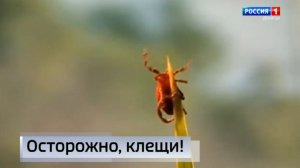 Какие опасности могут таить прогулки по парковым зонам и лесопосадкам