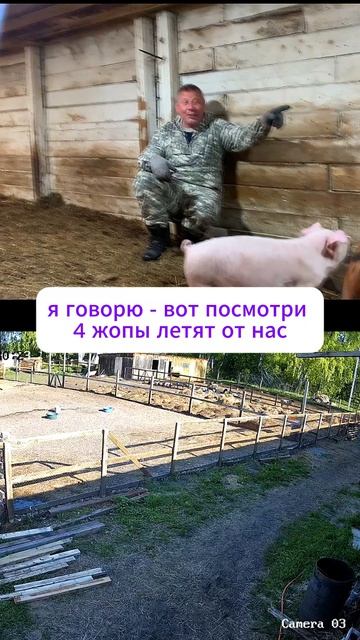 ОНИ СБЕЖАЛИ! 🛑 Шок на ферме #свиньи