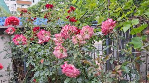 08-06-Доброе утро