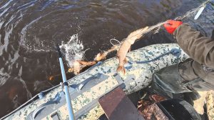 ЭТУ СЕТЬ ЗАБИЛО РЫБОЙ. РЫБА ПОШЛА ПО ВТОРОЙ ВОДЕ. РЫБАЛКА НА СЕТИ ВЕСНОЙ НА РАЗЛИВЕ РЕКИ.