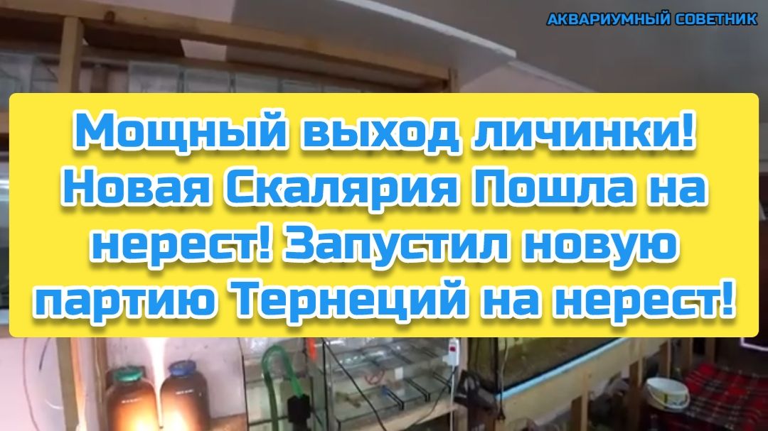 Мощный выход личинки! Новая Скалярия Пошла на нерест! Запустил новую партию Тернеций на нерест!