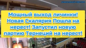 Мощный выход личинки! Новая Скалярия Пошла на нерест! Запустил новую партию Тернеций на нерест!
