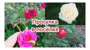 Воскресная Прогулка.Розы!
Пение птиц.07.06.2026