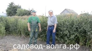 Ирга