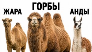 Все верблюды за 8 минут