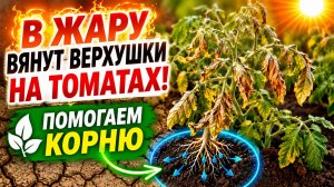 Томаты. Вянут в жару верхушки-как это исправить.