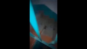 новые видео с котиками с озвучкой