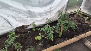 птичник помыла/ подкормила и замульчироввла/ капусту накрыла