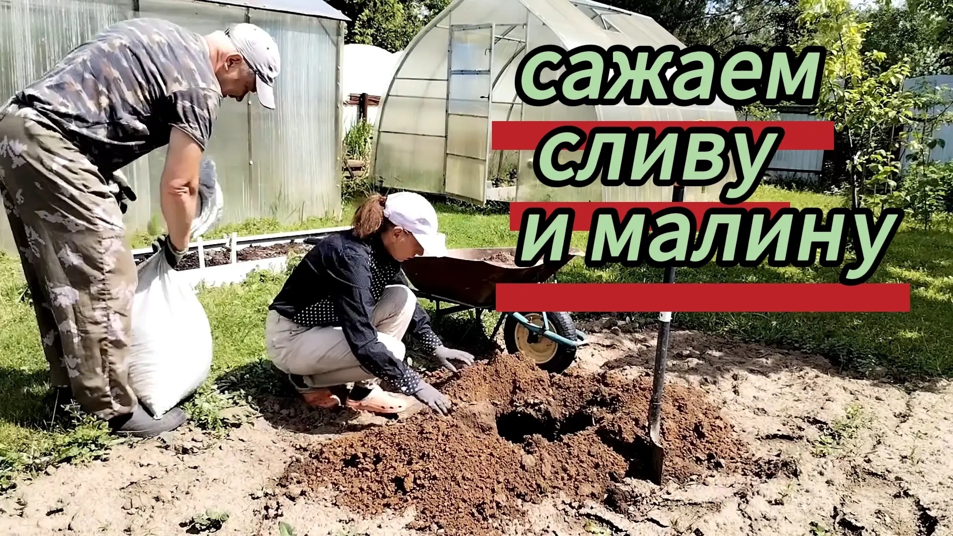 Сажаем малину и сливу. Мульчируем их. Ира собирает жимолость. 05.06.2026