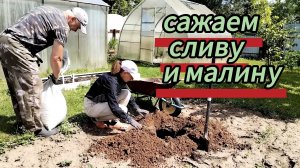 Сажаем малину и сливу. Мульчируем их. Ира собирает жимолость. 05.06.2026