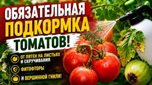 Обязательная подкормка ТОМАТОВ! От пятен на листьях и скручивания, фитофторы и вершинной гнили!