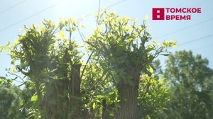 Более 300 кустов шиповника высадили томские энергетики на улице Нахимова