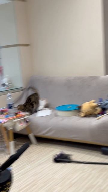 Забавная шотландская вислоухая кошечка 😺🐱