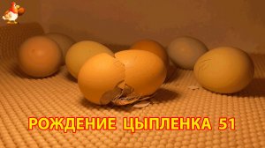 Вылупление цыпленка из яйца в инкубаторе версия 51