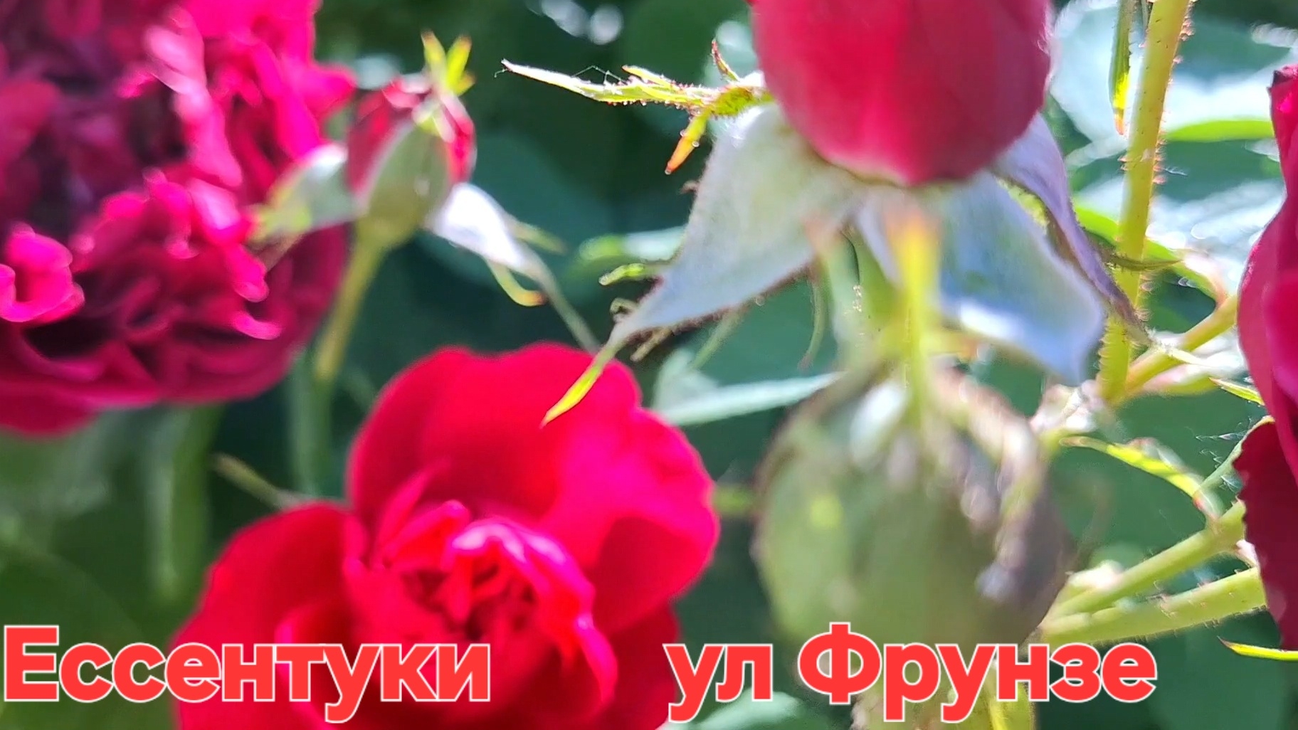 Ессентуки ул Фрунзе 08-06-2026 смотреть онлайн