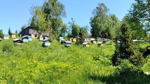 Пасека на Алтае. Поймали хорошего роя. В ожидании медосбора.