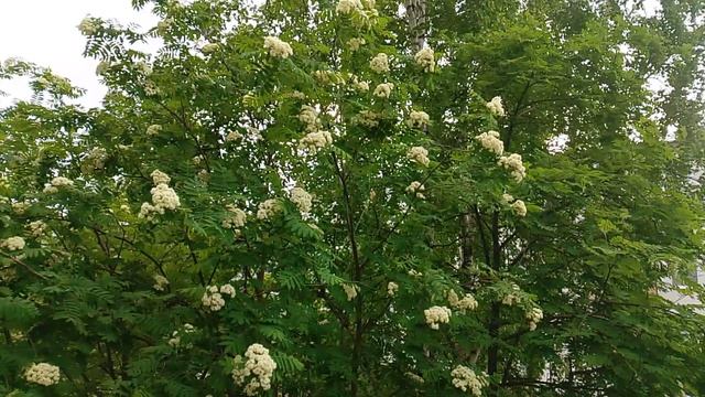08-06-2026.Рябина цветёт.