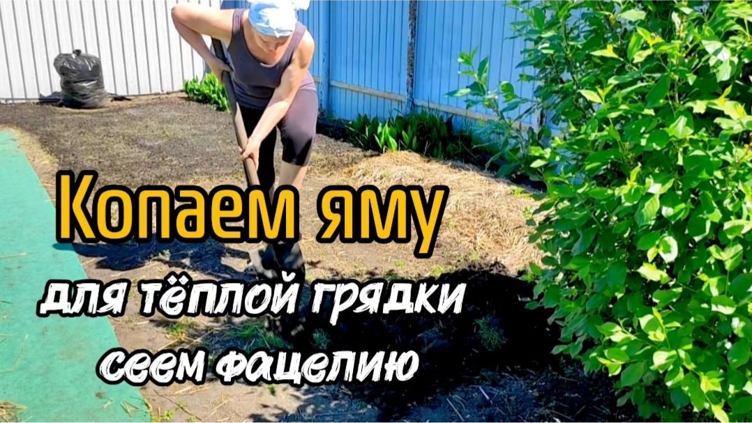 Копаем яму для тёплой грядки. Сеем фацелию.
