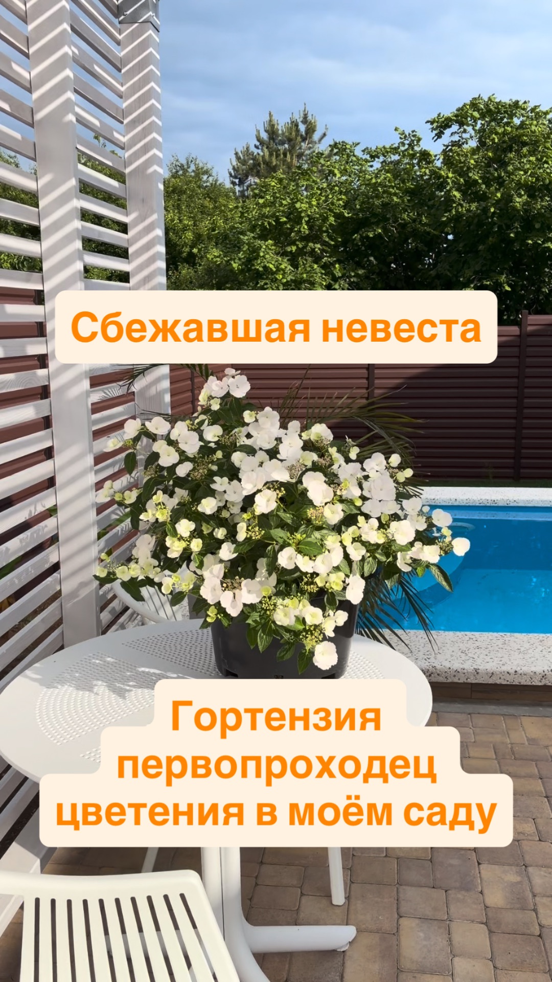 Сбежавшая невеста-гортензия первопроходец цветения в моем саду #garden #садоводничество #flowers