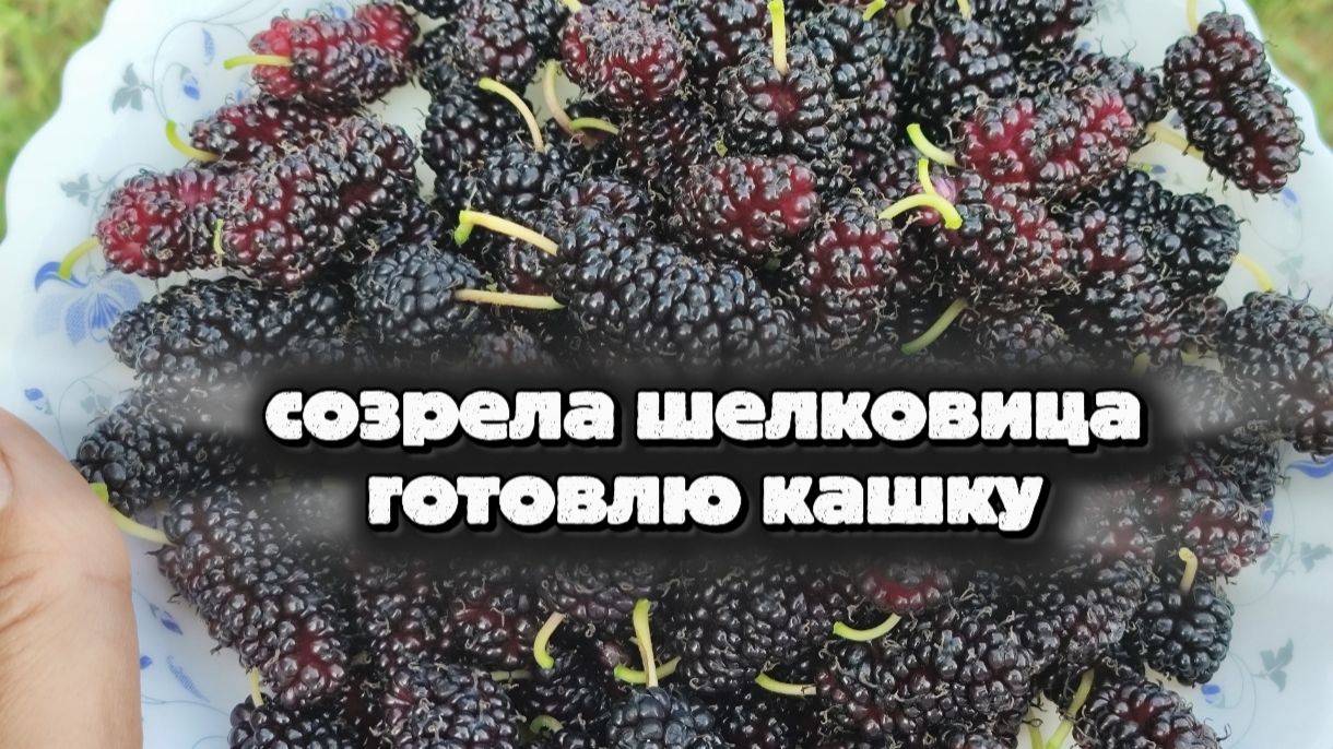 В южном саду поспела ягодка Шелковица, готовлю сытный завтрак