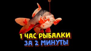 Что поймал? Карп Кои Наруми Асаги . Медное. Карп Кои Орэндзи Огон. Русская рыбалка 4. РР4