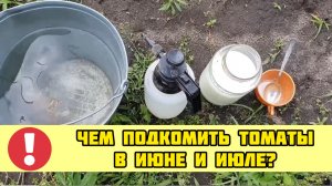 Томаты вмиг заплодоносят! Подкормите в июне! Фитофторы у томатов не будет никогда